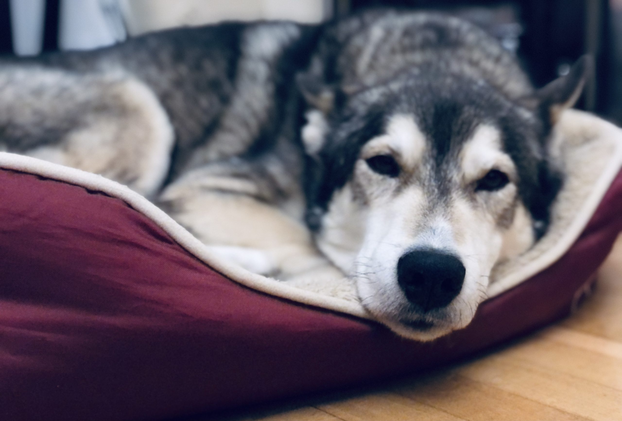 Argos Bild von Husky Rüde Argos
