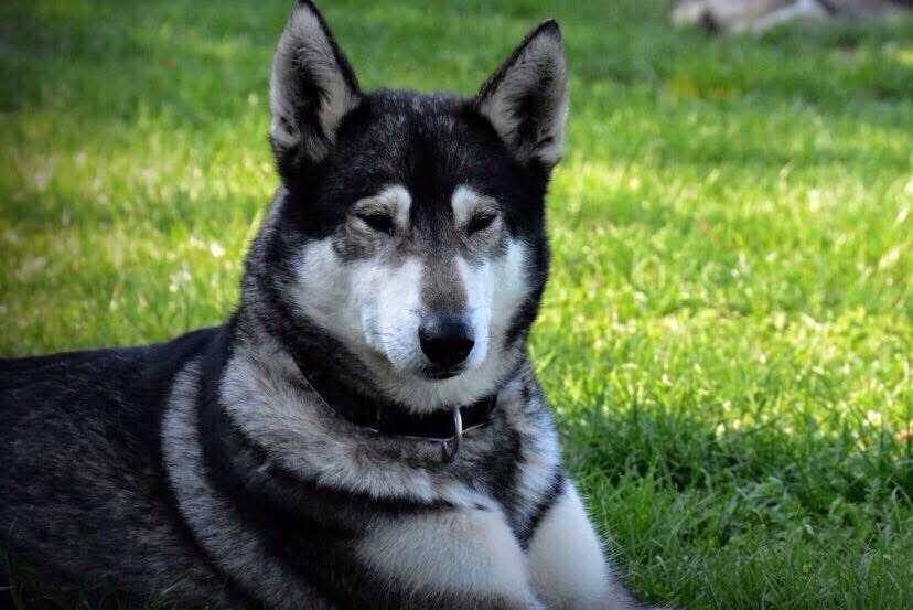 Candy Bild von Husky Rüde Candy