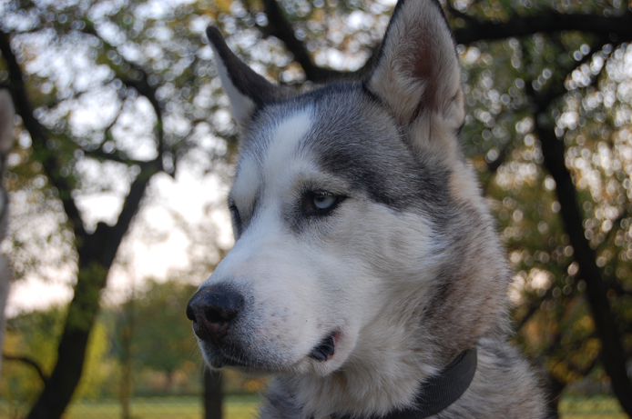 Yukon